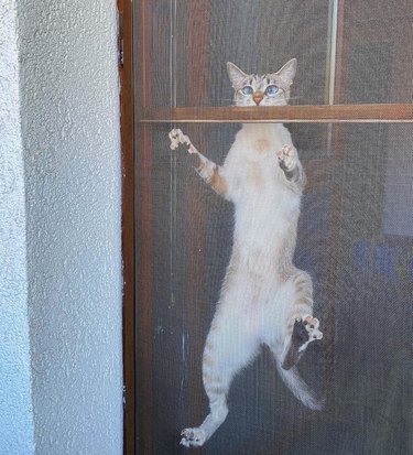 siamese cat climbing screen door.