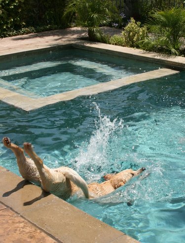 Dog doing a belly flop into a swimming pool.
