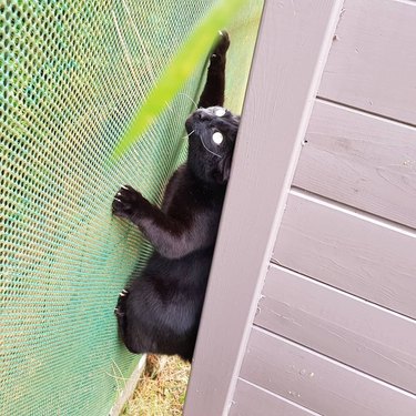 cat scrambles up mesh window.