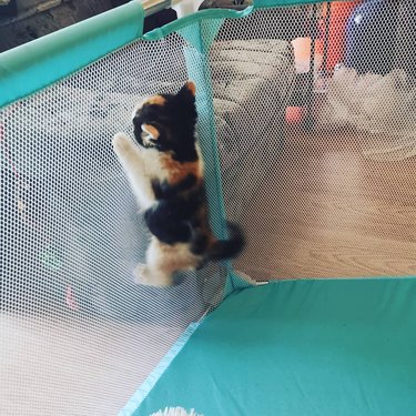 cat climbs mesh playpen.