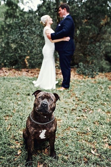 bulldog hams it up for wedding photographer