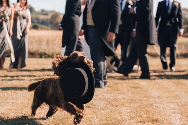 dog steals groom's hat at wedding