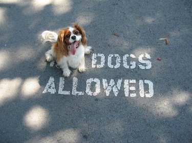 dog obscures the no in no dogs allowed sign