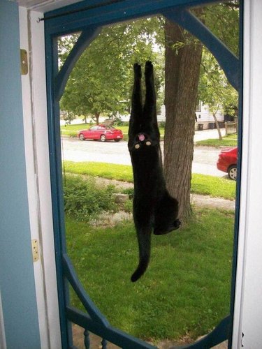 cat stuck on screen door screams for help