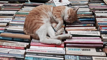 Cat asleep on paperbacks