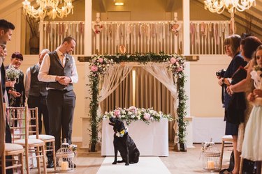 dog and best man stare intently at one another at wedding