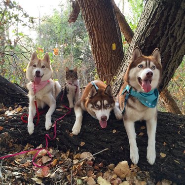 Three Huskies and a cat posing on a log.