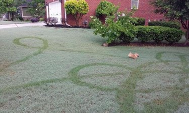 Running dog leaving paths in dewy grass