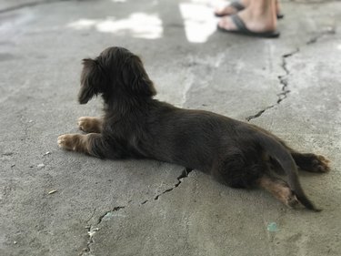 Dachshund pup