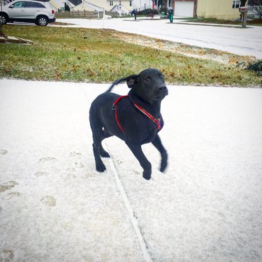 Dogs With A Major Case Of The Zoomies