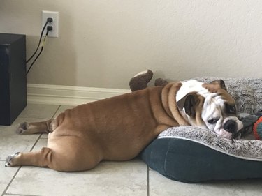 Bulldog on bed. Mostly on bed anyway.