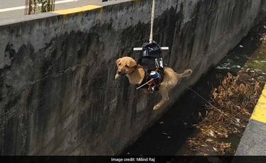 Man rescues puppy in storm drain with drone and robotic arm