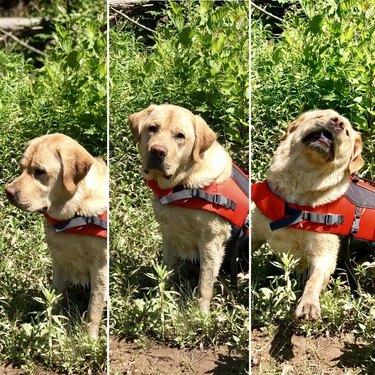 Excited service dog.