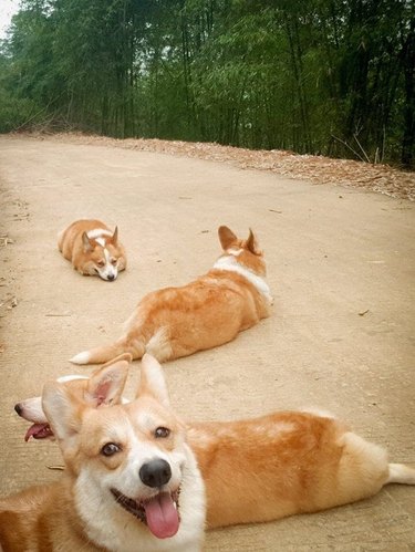 Corgis splooting