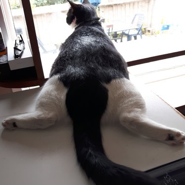 Cat sploot