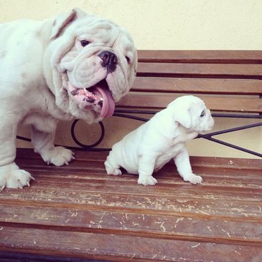 Bulldog with bulldog puppy.