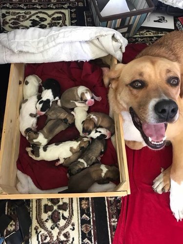 Happy-looking dog posing next to whelping box full of newborn puppies.