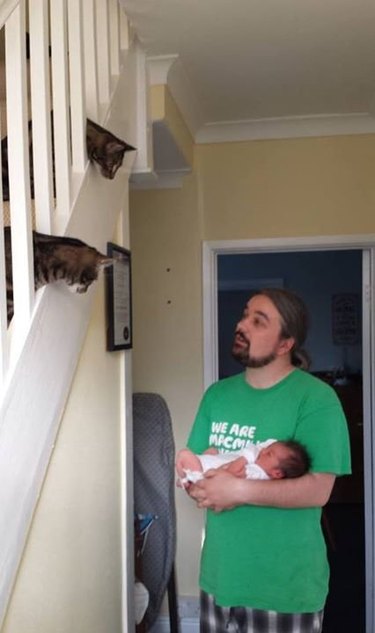 Two cats on a staircase looking down at a man holding a baby