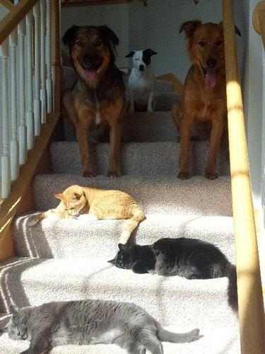Dogs waiting at the top of a staircase where three cats are laying on the stairs