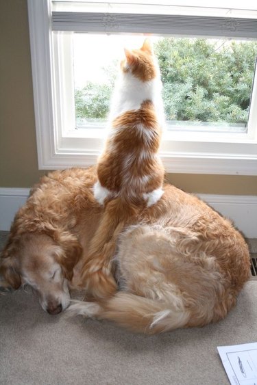 Cat sitting on top of a dog to look out window