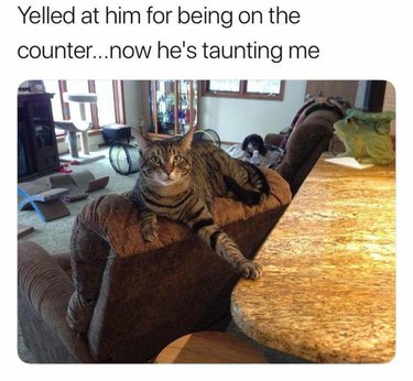 Cat putting its paw on a counter top passive aggressively