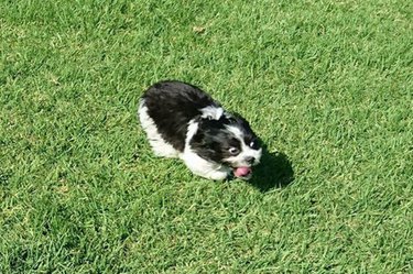 cute dog zooming around the grass