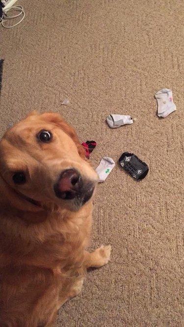 Guilty dogs doing guilty dog stuff
