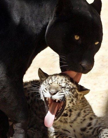 Black panther licking cheetah cub