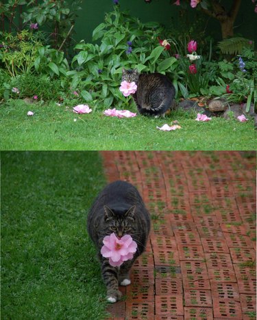 Cat fetching a flower.