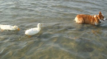 Two ducks swimming behind a corgi