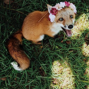 Fox wearing a flower crown.