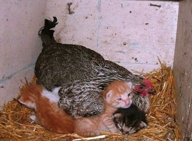 Hen sitting on kittens.