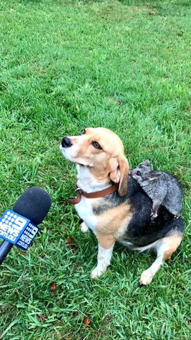 Beagle with possum on her back