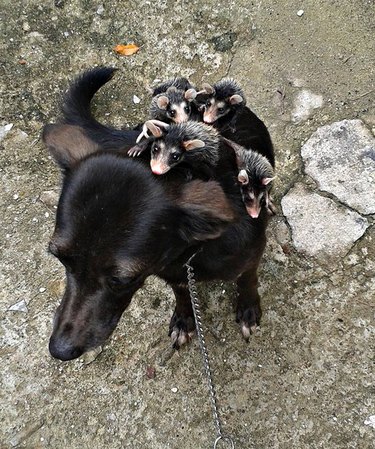 Baby opossums riding on dog's back