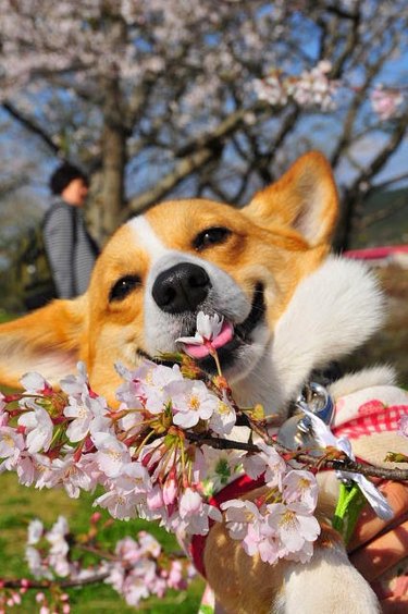 Corgi posing with cherry blossoms.