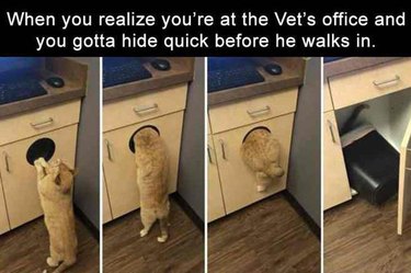 funny pets memes to make you laugh