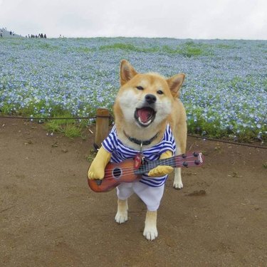 Dog in a costume looking like he's singing a song!