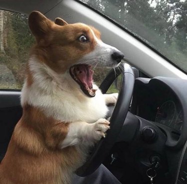 Corgi behind the wheel of a car looking very excited