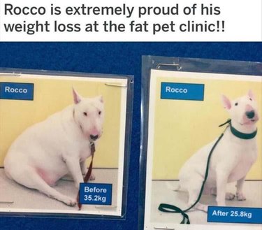 Dog's weight loss before and after pictures