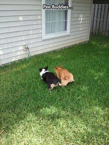 Dogs that are "pee buddies" and peeing at the same time!