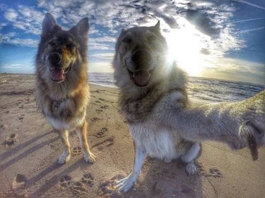 Dogs doing a selfie on the beach