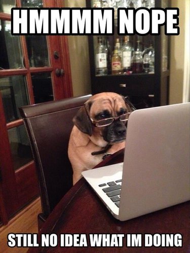 Dog wearing glasses, looking at laptop