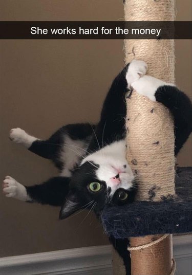 Cat playing on a scratching pole