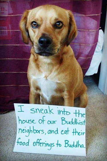 Dog who sneaks his neighbor's food offerings to Buddha