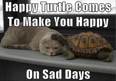 Nice turtle and a sad cat