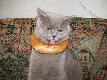 Cat with a bagel around his neck and he's trying to lick it.