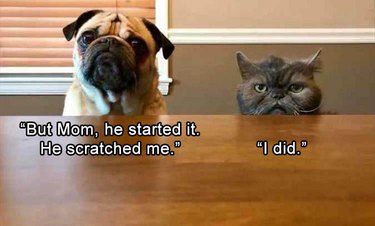 Dog vs. cat