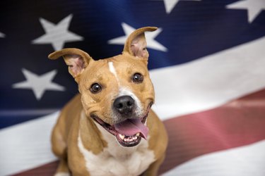 Help Best Friends Find Homes For 10,000 Shelter Pets By July Fourth ...