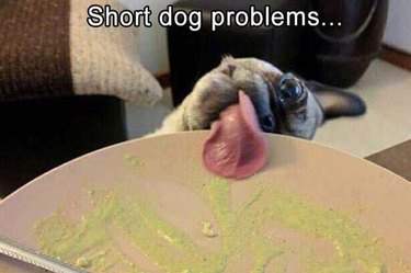 pet photos that will make you LOL