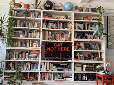 cat hides on bookshelf